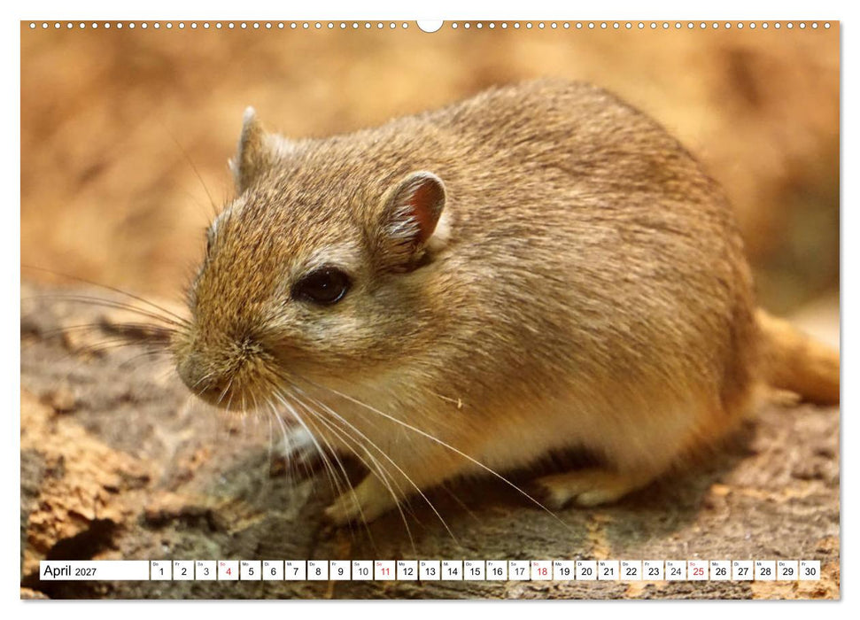 Niedliche Rennmäuse (CALVENDO Wandkalender 2027)