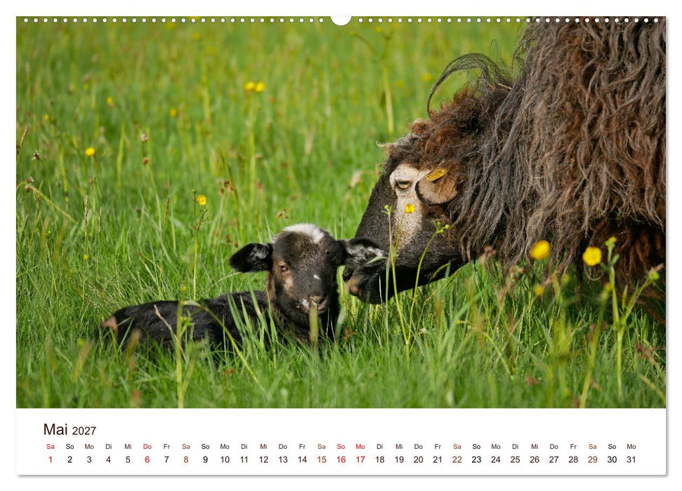 Schöne Schafe (CALVENDO Wandkalender 2027)