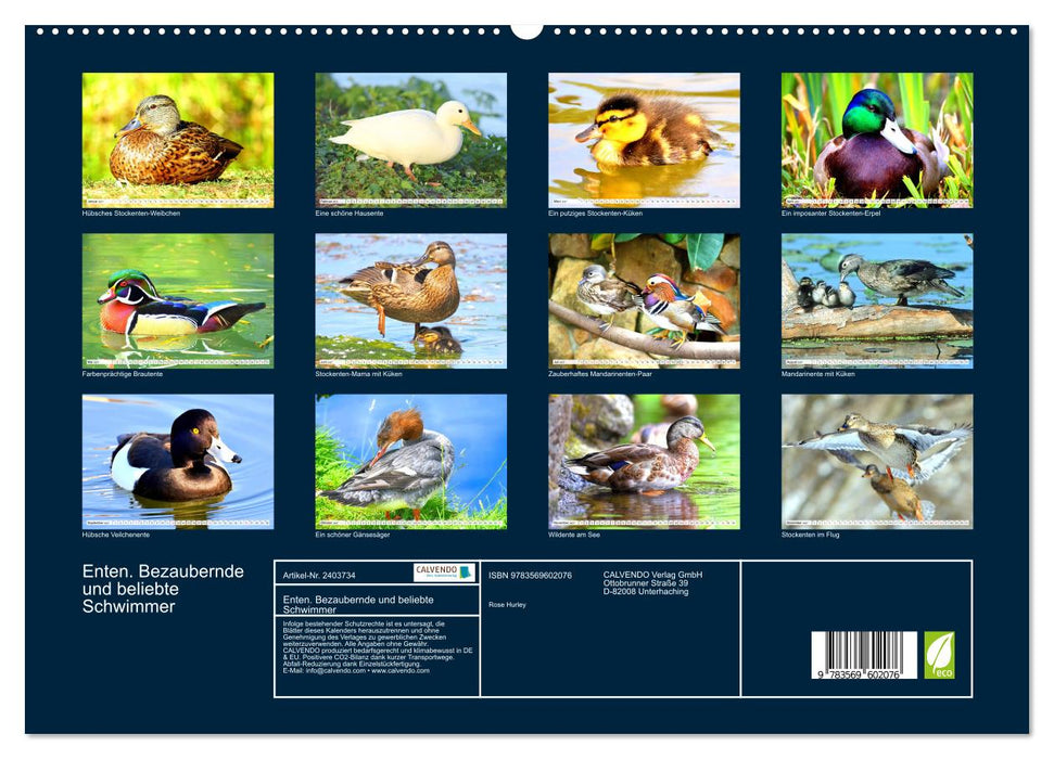 Enten. Bezaubernde und beliebte Schwimmer (CALVENDO Premium Wandkalender 2027)
