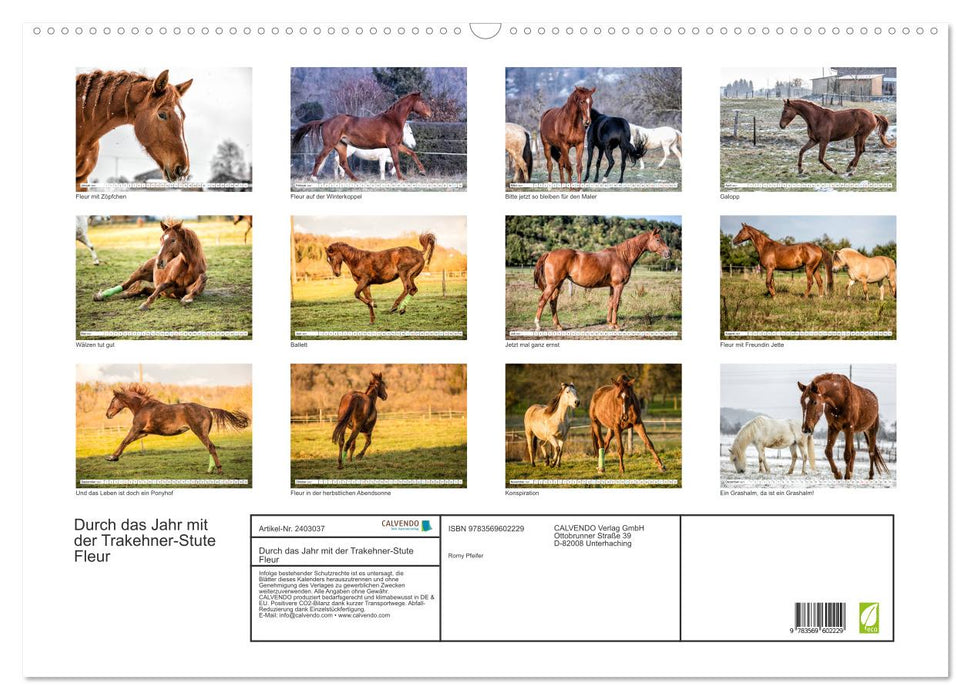 Durch das Jahr mit der Trakehner-Stute Fleur (CALVENDO Wandkalender 2027)