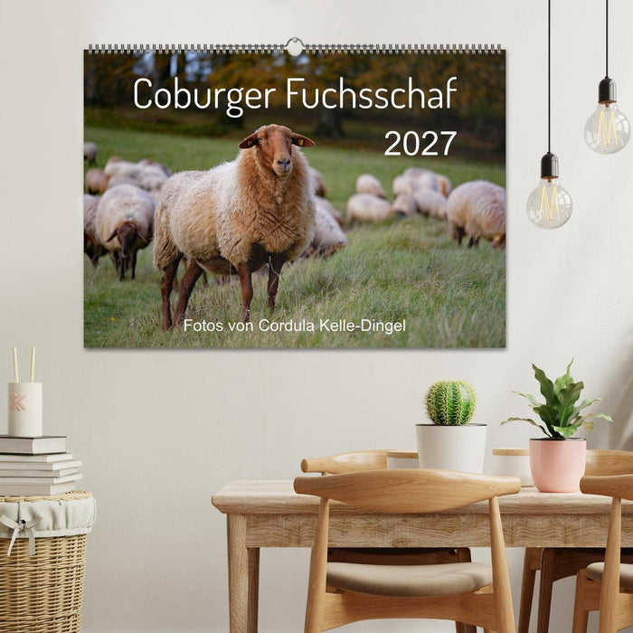Coburger Fuchsschaf (CALVENDO Wandkalender 2027)