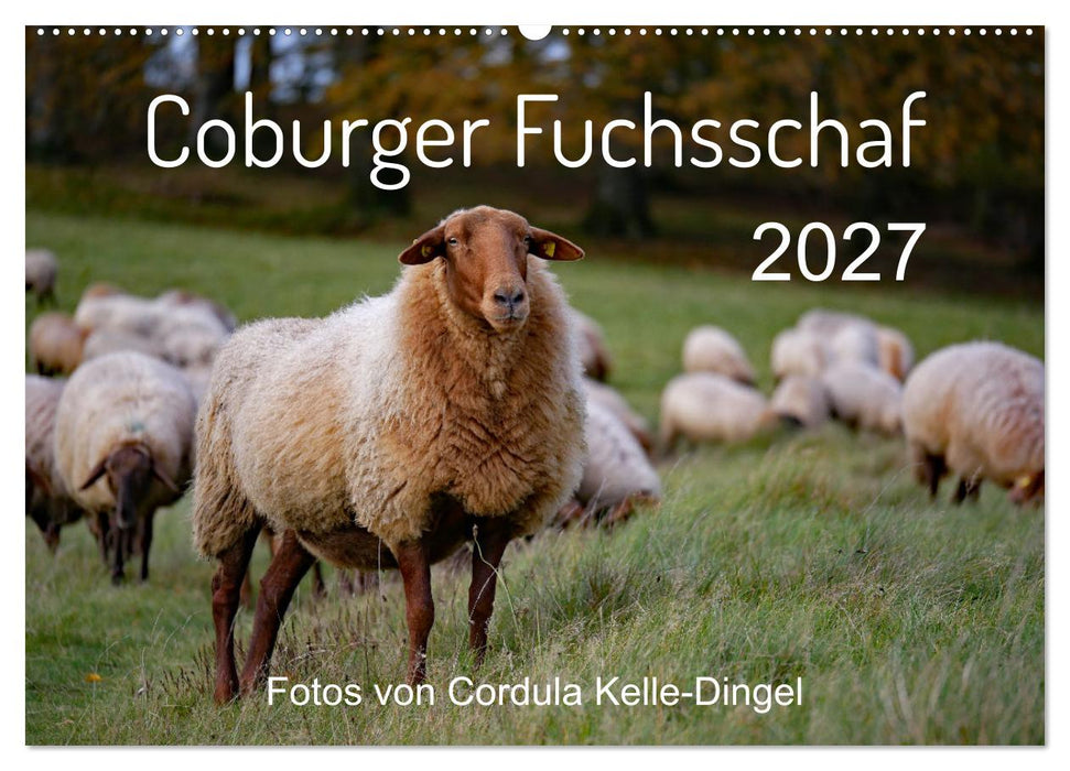 Coburger Fuchsschaf (CALVENDO Wandkalender 2027)
