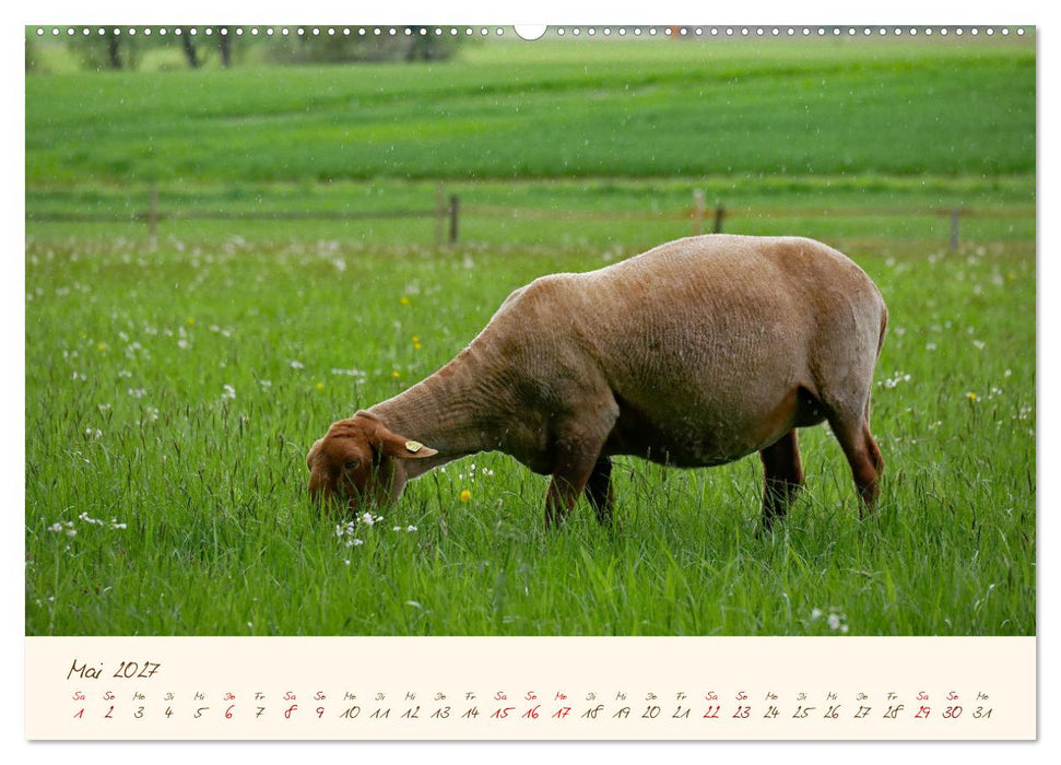 Coburger Fuchsschaf (CALVENDO Wandkalender 2027)