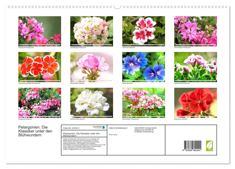 Pelargonien. Die Klassiker unter den Blühwundern (CALVENDO Premium Wandkalender 2027)