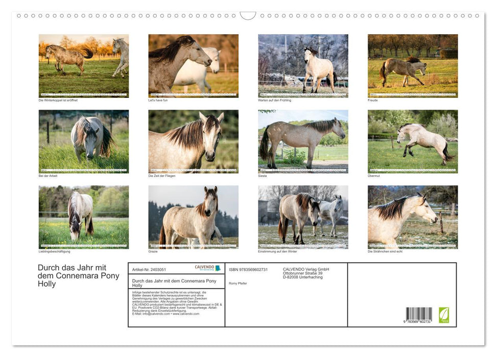 Durch das Jahr mit dem Connemara Pony Holly (CALVENDO Wandkalender 2027)