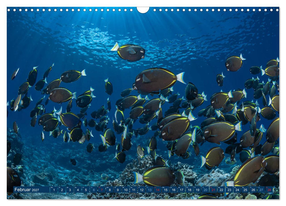 Unterwasserwelt Christmas Island (CALVENDO Wandkalender 2027)