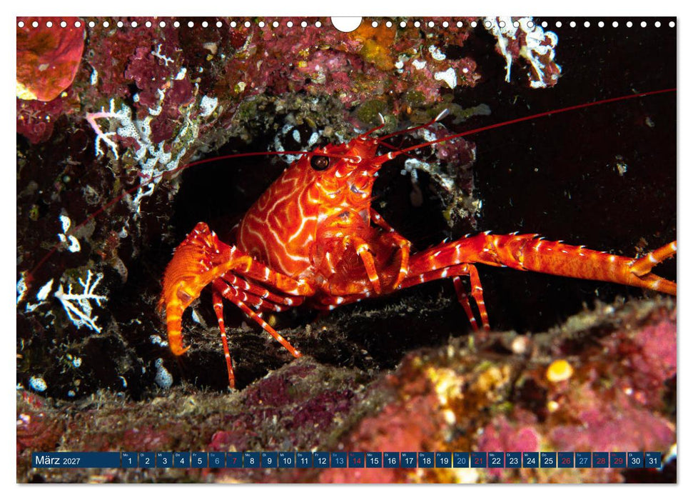 Unterwasserwelt Christmas Island (CALVENDO Wandkalender 2027)