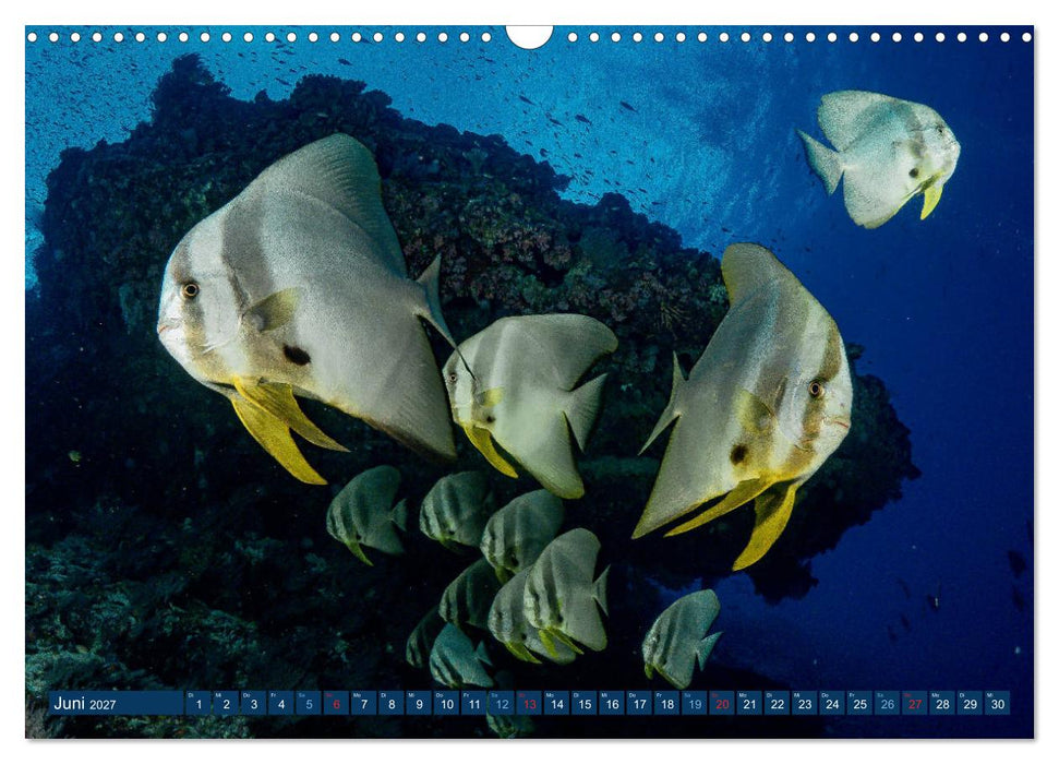 Unterwasserwelt Christmas Island (CALVENDO Wandkalender 2027)