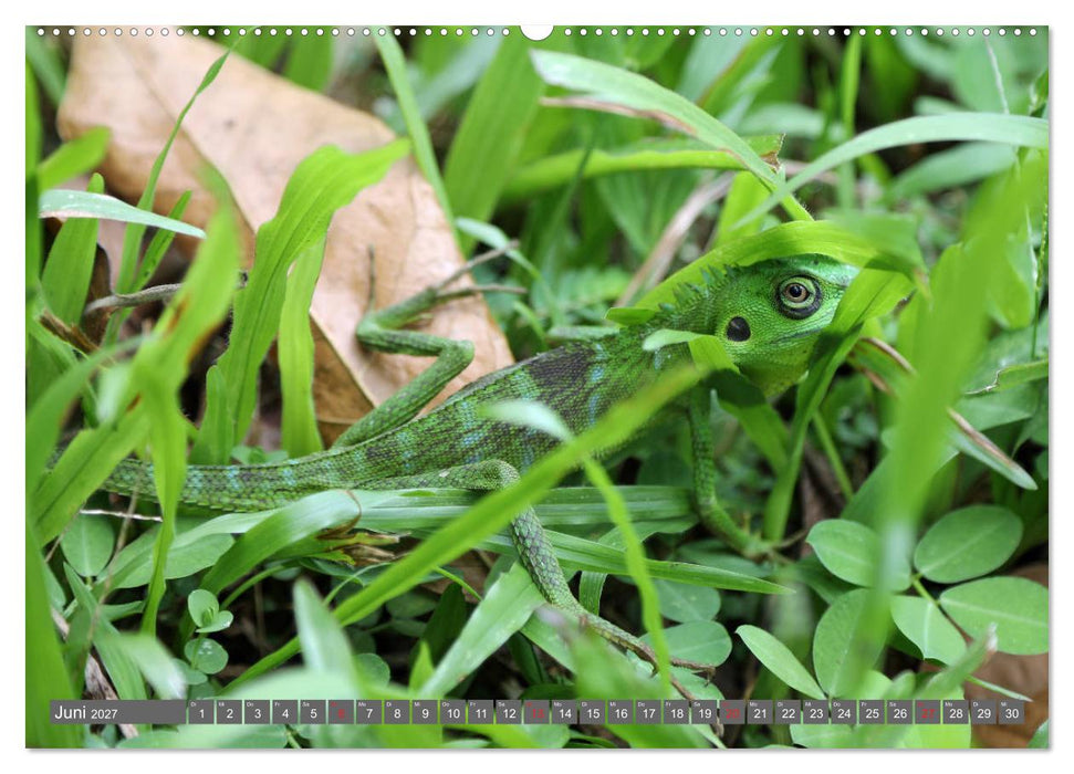 Im Regenwald von Borneo (CALVENDO Premium Wandkalender 2027)