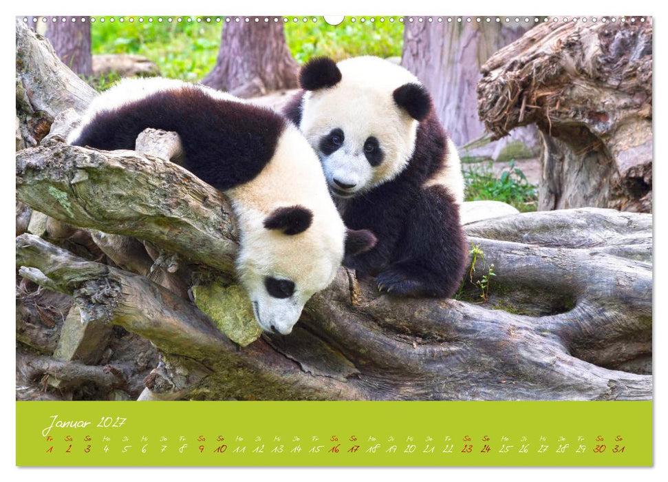 Der Große Panda Ein kuscheliger Geselle (CALVENDO Premium Wandkalender 2027)