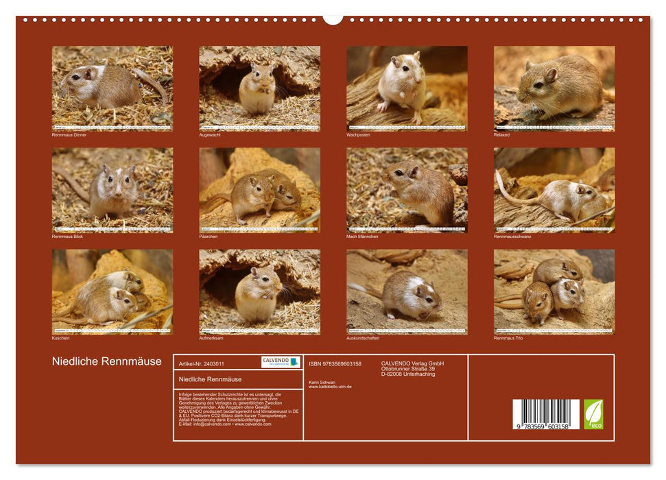 Niedliche Rennmäuse (CALVENDO Premium Wandkalender 2027)
