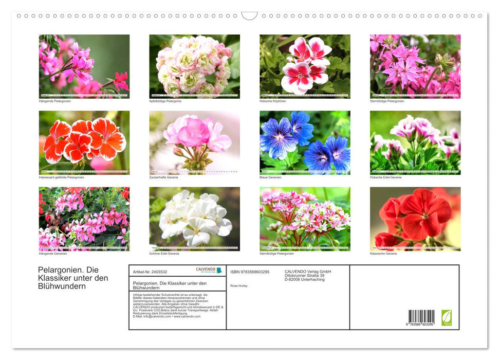 Pelargonien. Die Klassiker unter den Blühwundern (CALVENDO Wandkalender 2027)