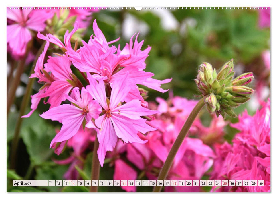 Pelargonien. Die Klassiker unter den Blühwundern (CALVENDO Wandkalender 2027)
