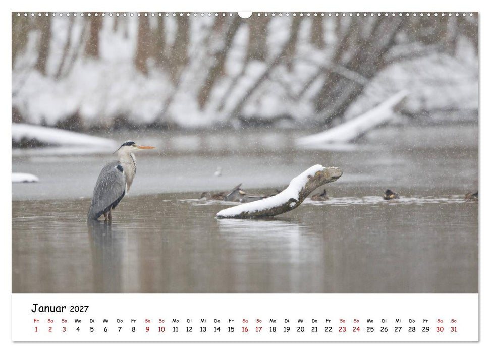 Die Graureiher vom Ahnepark (CALVENDO Premium Wandkalender 2027)