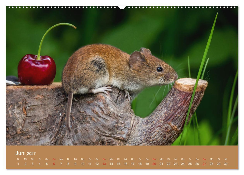 Mäusetanz (CALVENDO Premium Wandkalender 2027)