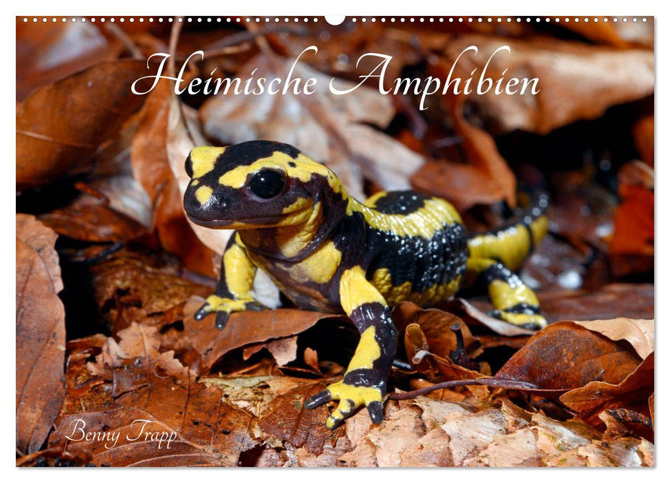 Heimische Amphibien (CALVENDO Wandkalender 2027)
