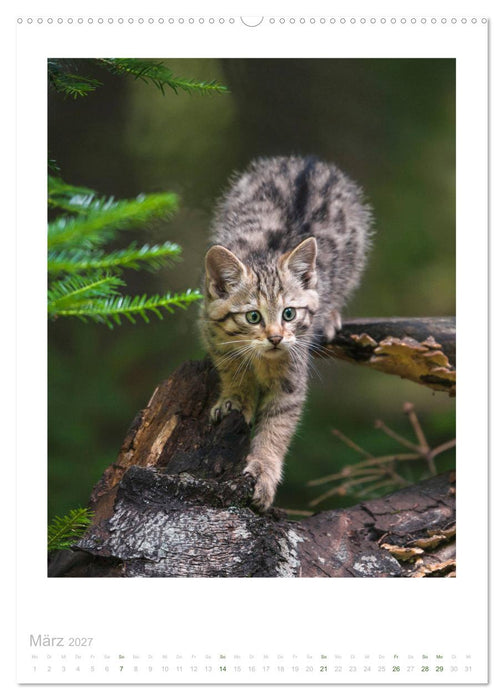 Wildkatzen - Kleine Samtpfoten des Waldes (CALVENDO Wandkalender 2027)