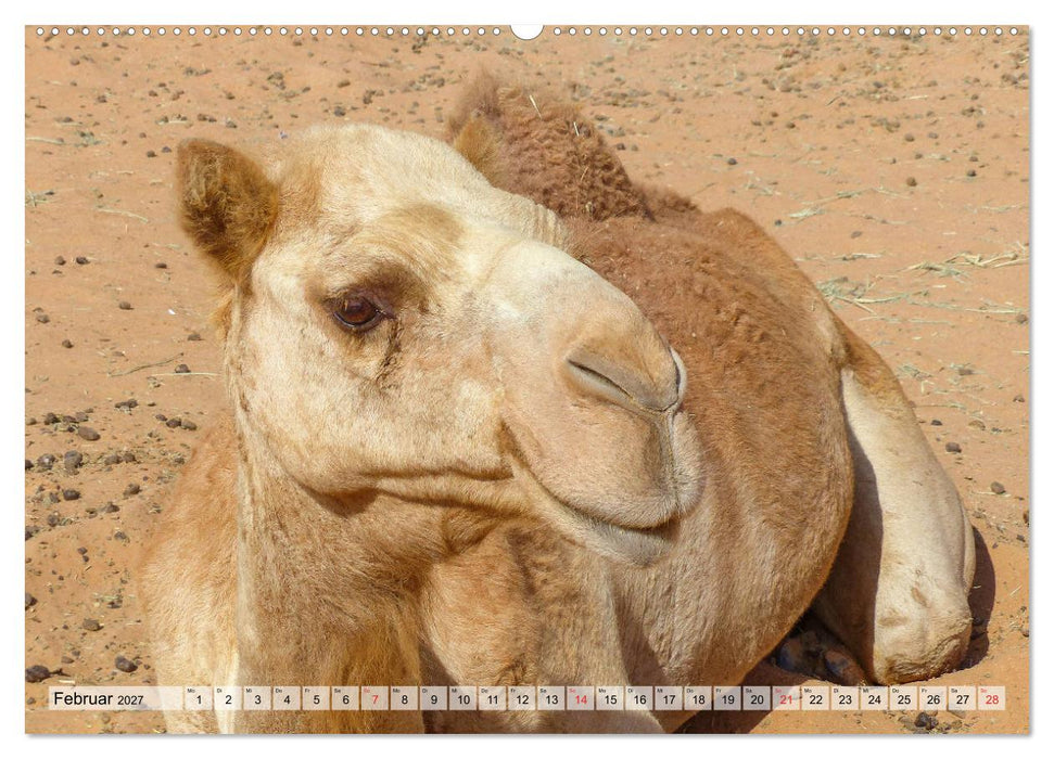 Oman - Impressionen (CALVENDO Premium Wandkalender 2027)