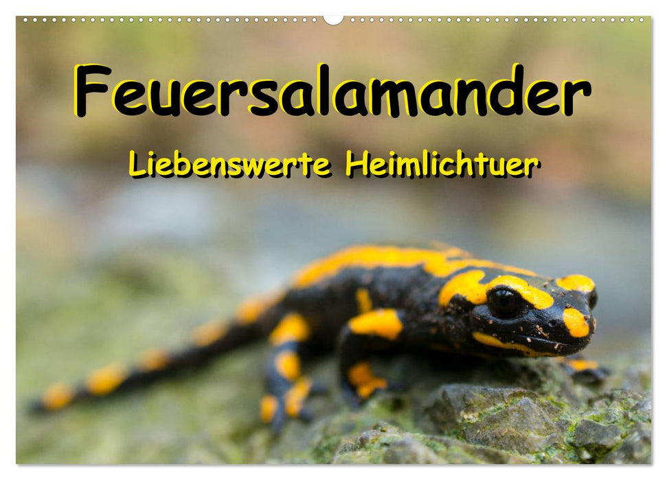 Feuersalamander - Liebenswerte Heimlichtuer (CALVENDO Wandkalender 2027)