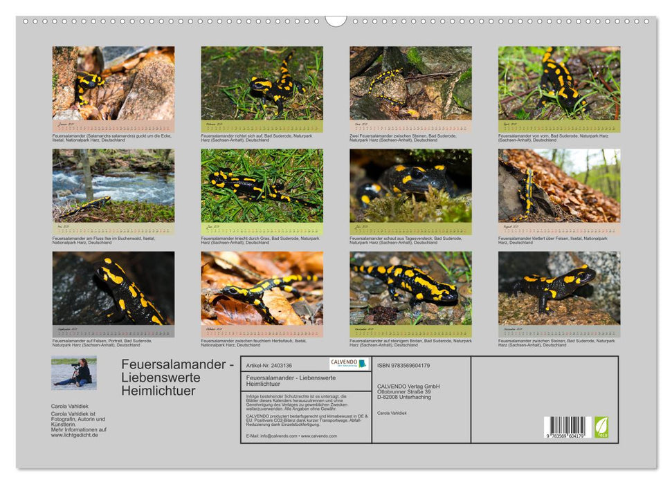 Feuersalamander - Liebenswerte Heimlichtuer (CALVENDO Wandkalender 2027)