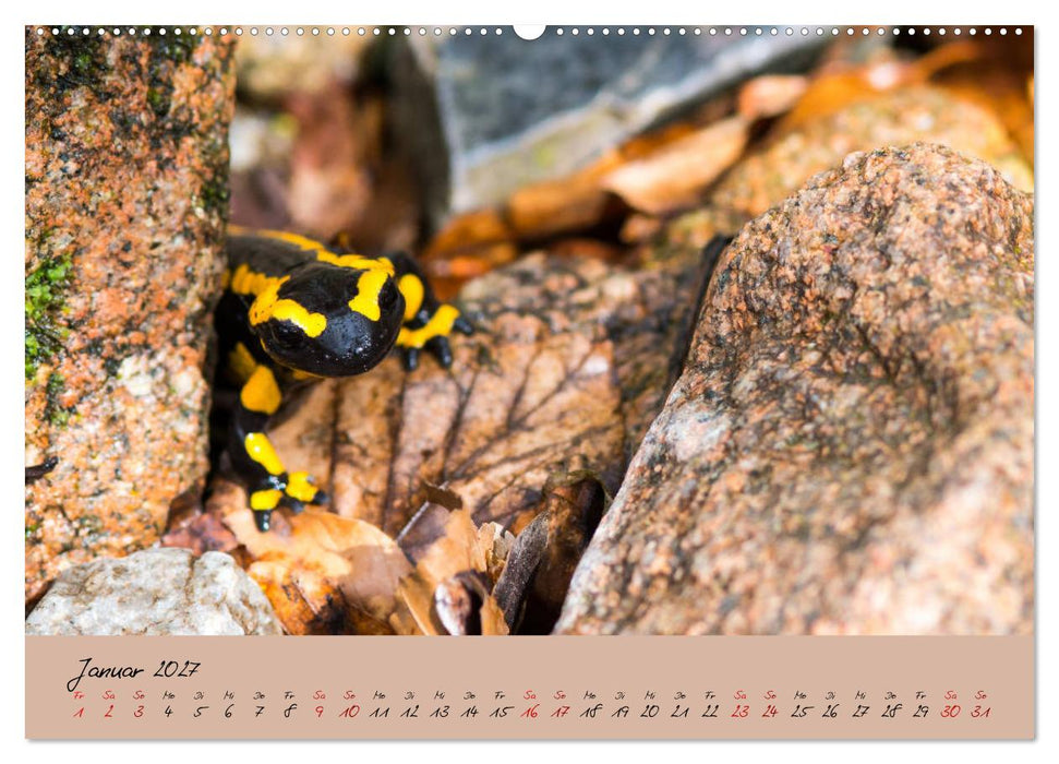 Feuersalamander - Liebenswerte Heimlichtuer (CALVENDO Wandkalender 2027)