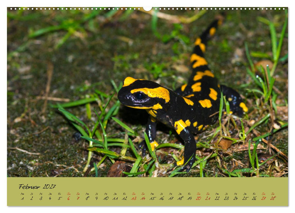 Feuersalamander - Liebenswerte Heimlichtuer (CALVENDO Wandkalender 2027)