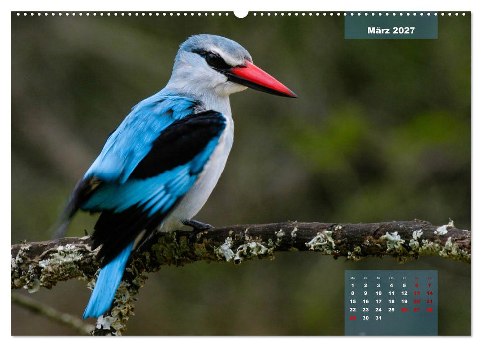 Faszinierende Tierwelt des Kruger National Parks (CALVENDO Premium Wandkalender 2027)