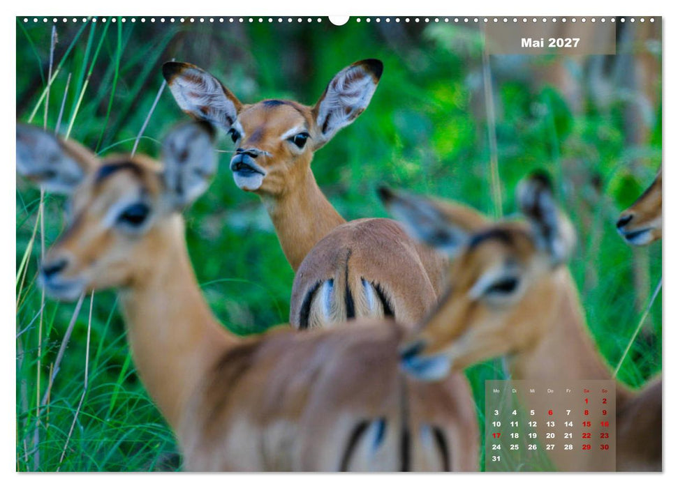 Faszinierende Tierwelt des Kruger National Parks (CALVENDO Premium Wandkalender 2027)