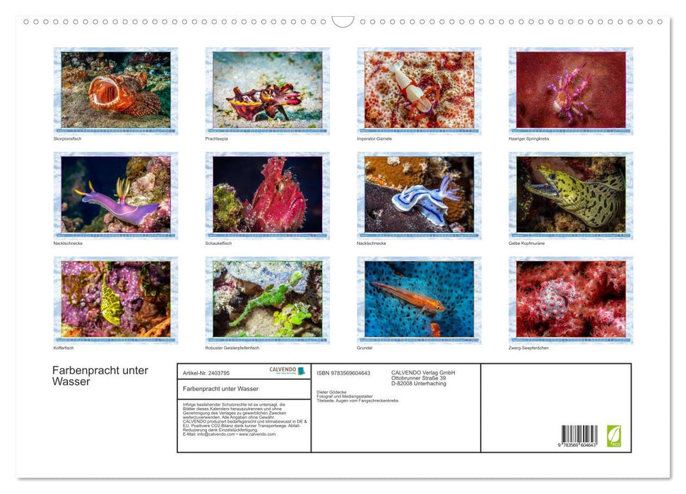 Farbenpracht unter Wasser (CALVENDO Wandkalender 2027)