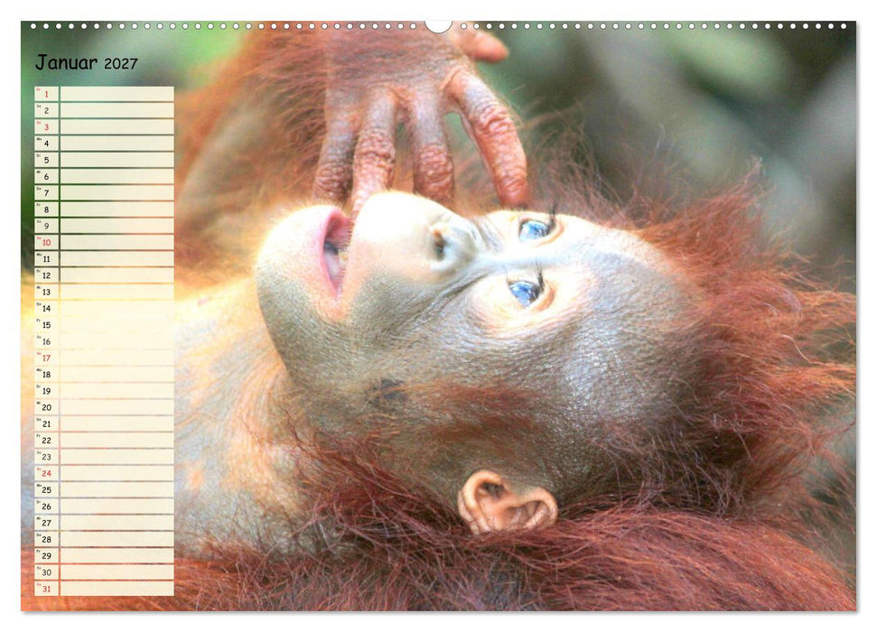 Zauberhafte Affenkinder. Süßer geht´s nicht! (CALVENDO Wandkalender 2027)