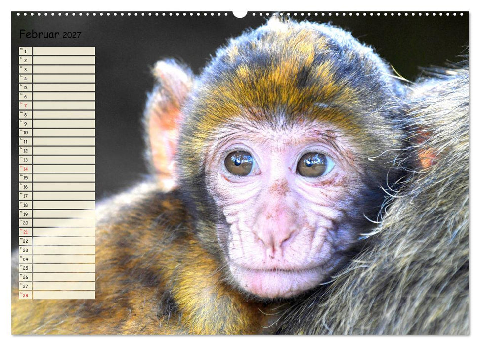 Zauberhafte Affenkinder. Süßer geht´s nicht! (CALVENDO Wandkalender 2027)
