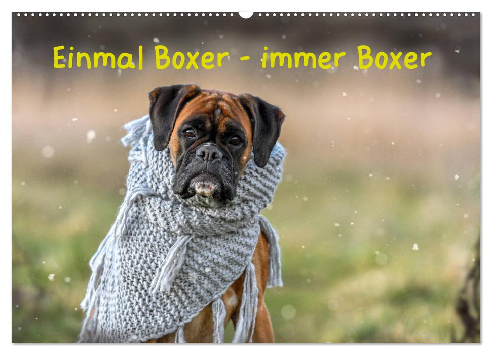Einmal Boxer - immer Boxer (CALVENDO Wandkalender 2027)