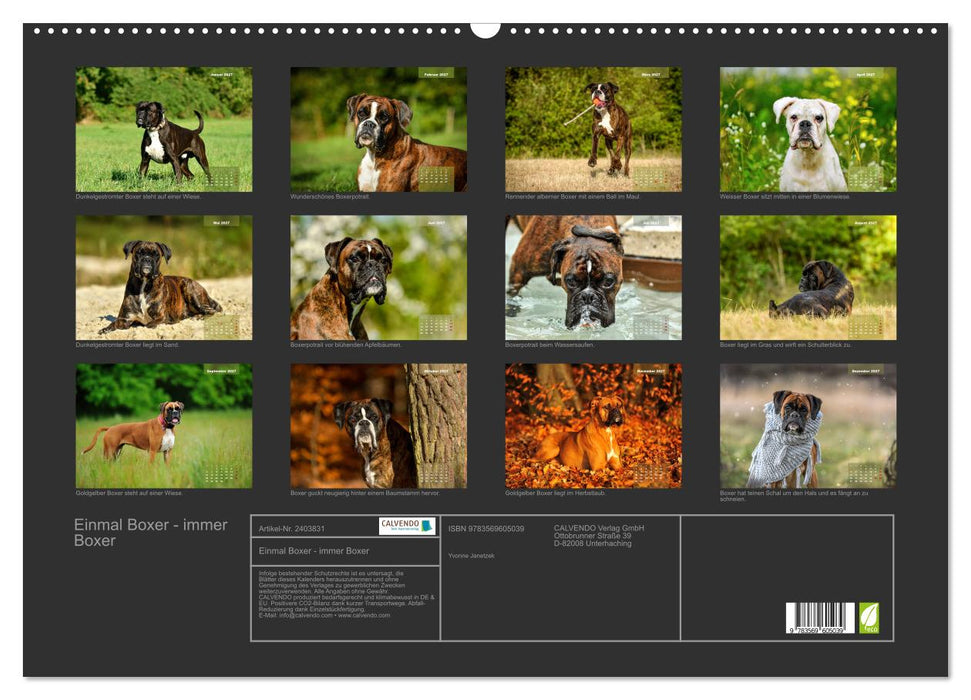 Einmal Boxer - immer Boxer (CALVENDO Wandkalender 2027)