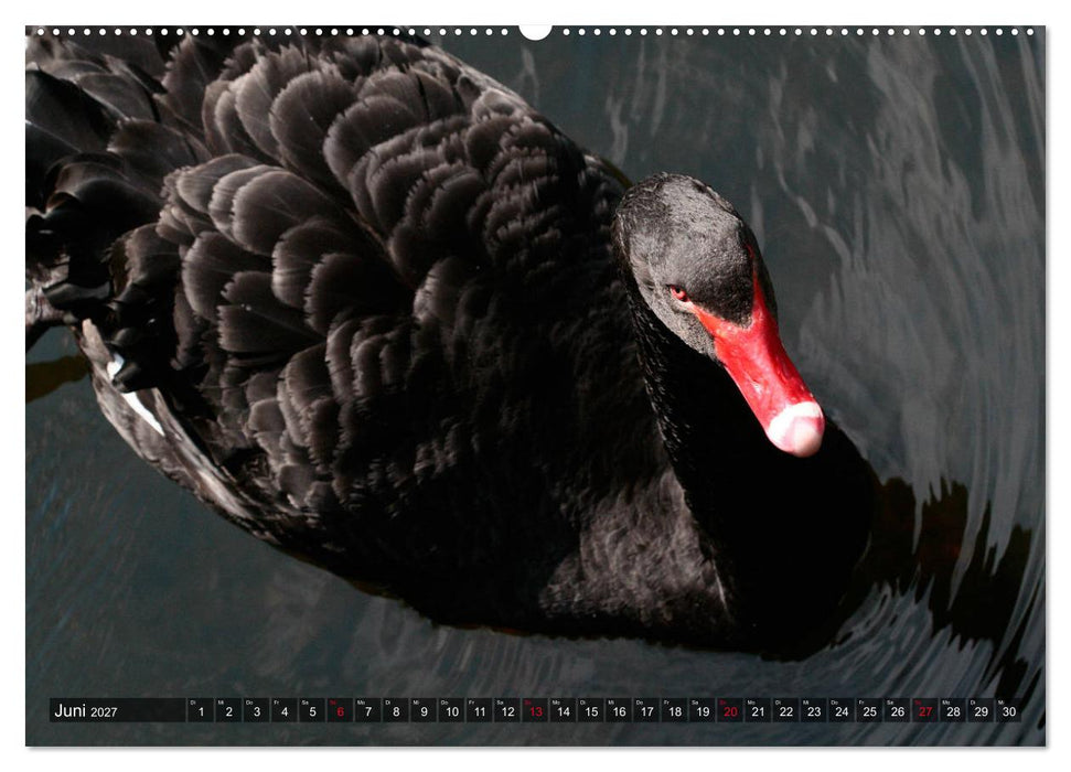 Tierisch gut: Wasservögel (CALVENDO Wandkalender 2027)