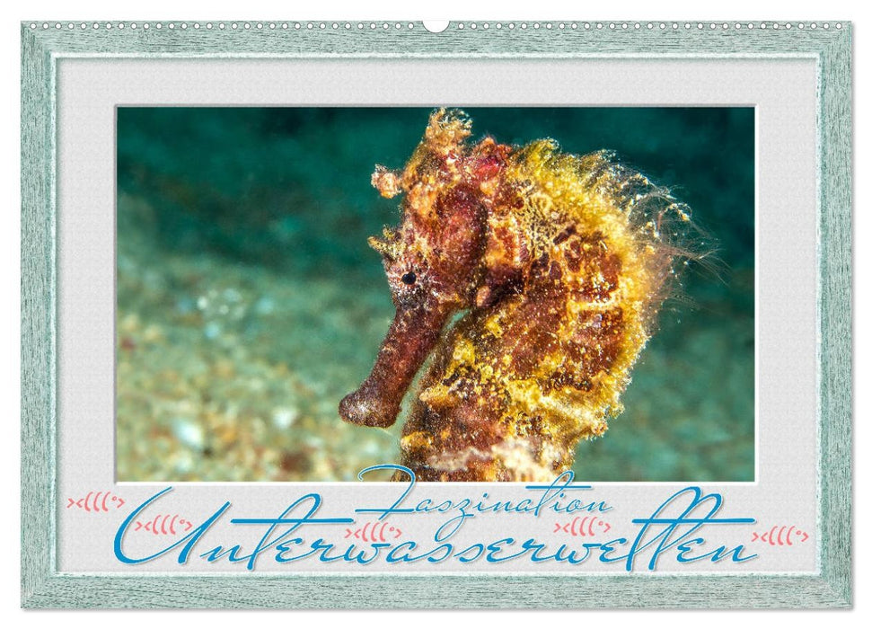 Faszination Unterwasserwelten (CALVENDO Wandkalender 2027)