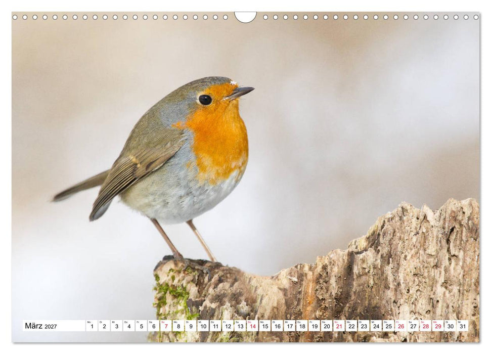 Geliebtes Rotkehlchen (CALVENDO Wandkalender 2027)
