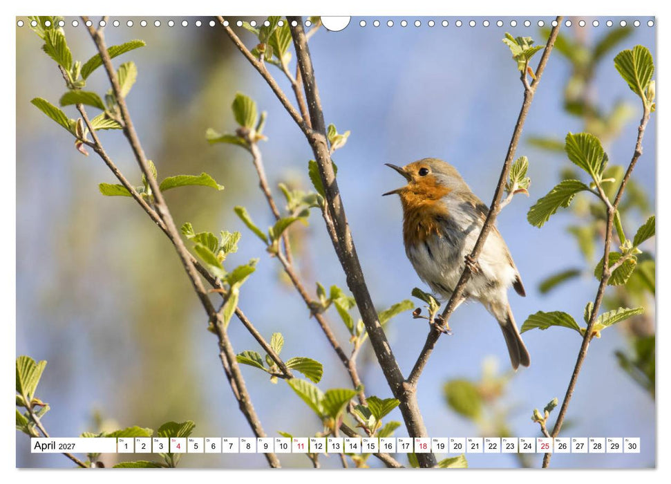 Geliebtes Rotkehlchen (CALVENDO Wandkalender 2027)