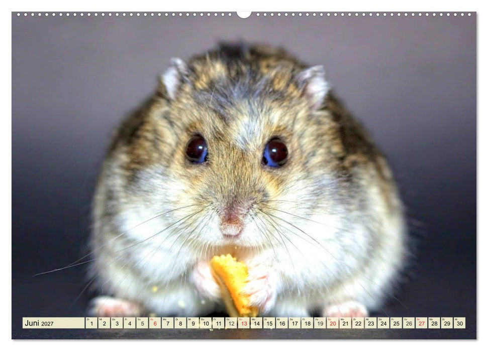 Nagetiere. Hamster, Kaninchen und Co. (CALVENDO Wandkalender 2027)