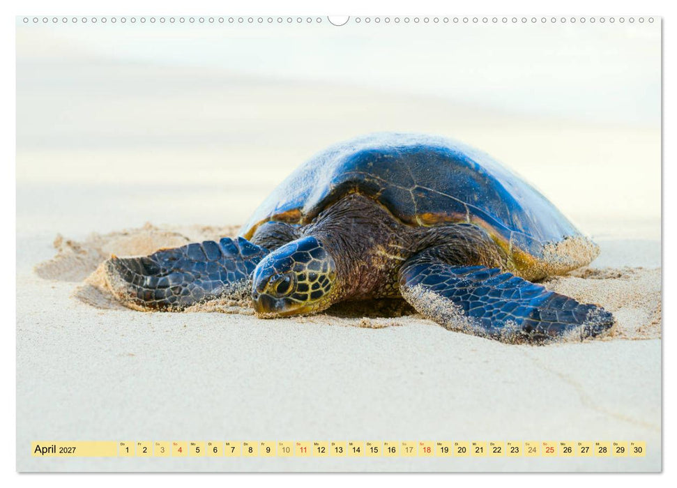 O'ahu - Eine Reise in das Herz von Hawaii (CALVENDO Wandkalender 2027)