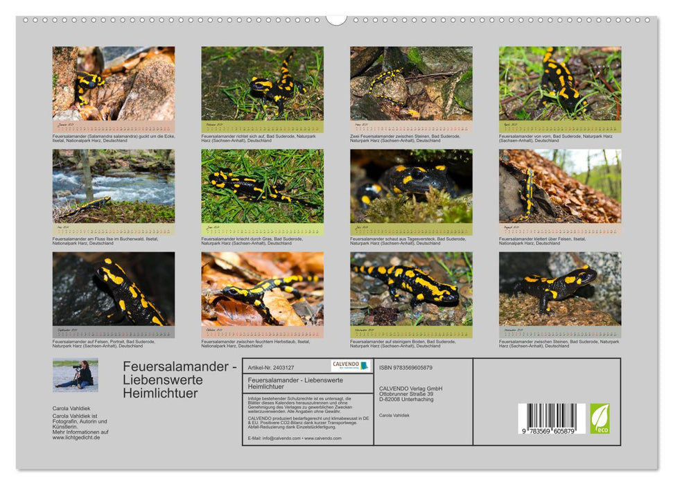 Feuersalamander - Liebenswerte Heimlichtuer (CALVENDO Premium Wandkalender 2027)