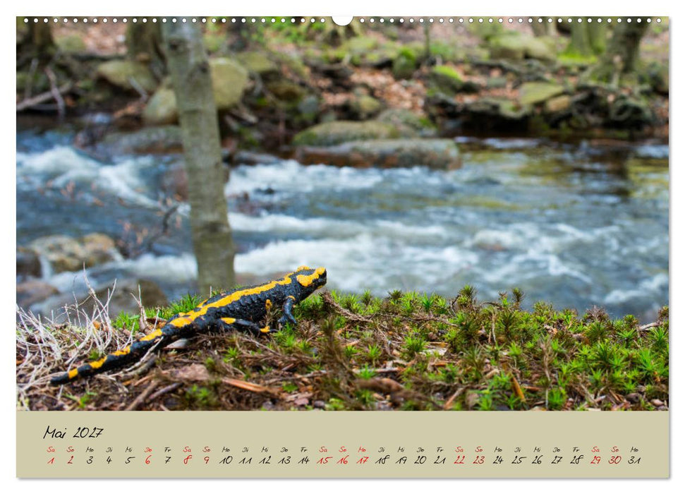 Feuersalamander - Liebenswerte Heimlichtuer (CALVENDO Premium Wandkalender 2027)