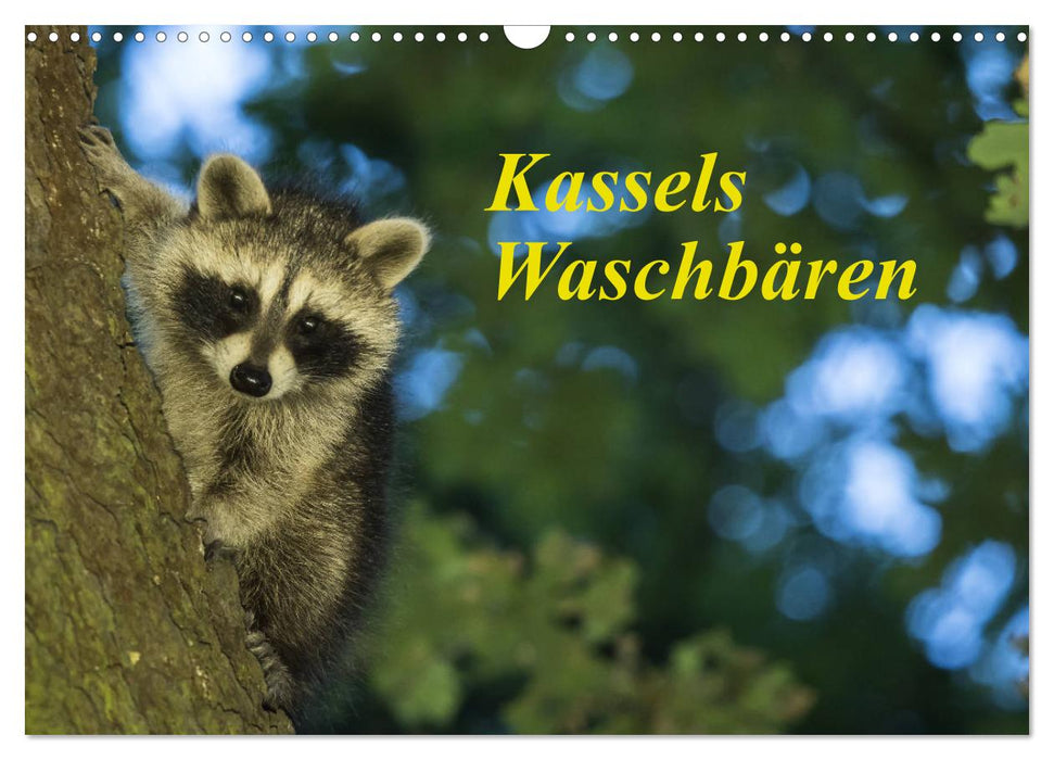 Kassels Waschbären (CALVENDO Wandkalender 2027)