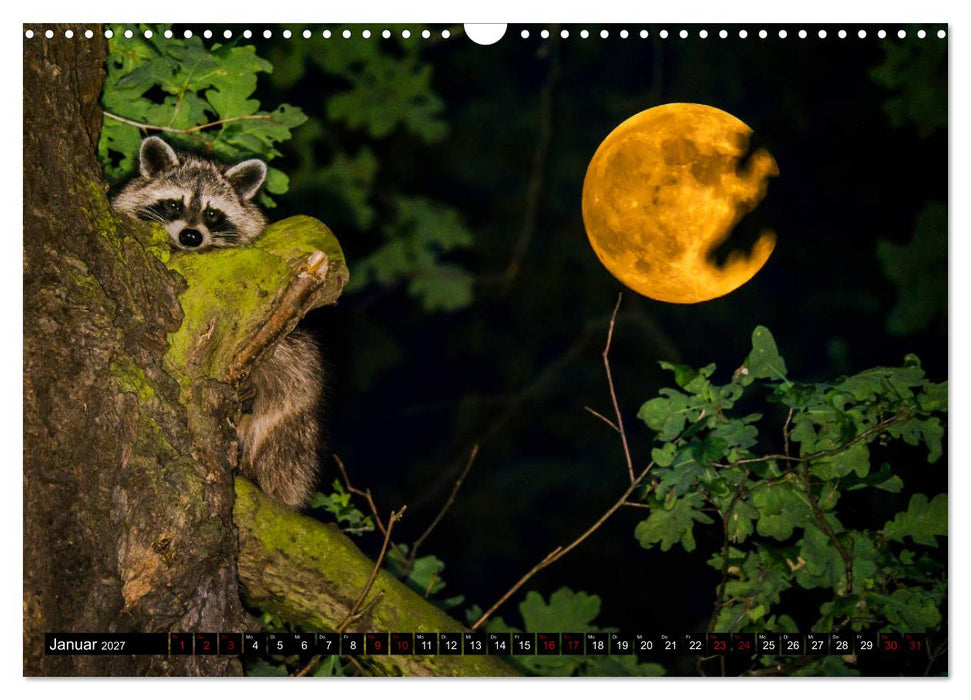 Kassels Waschbären (CALVENDO Wandkalender 2027)