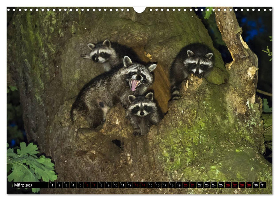 Kassels Waschbären (CALVENDO Wandkalender 2027)