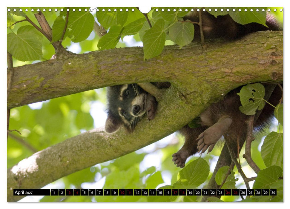 Kassels Waschbären (CALVENDO Wandkalender 2027)