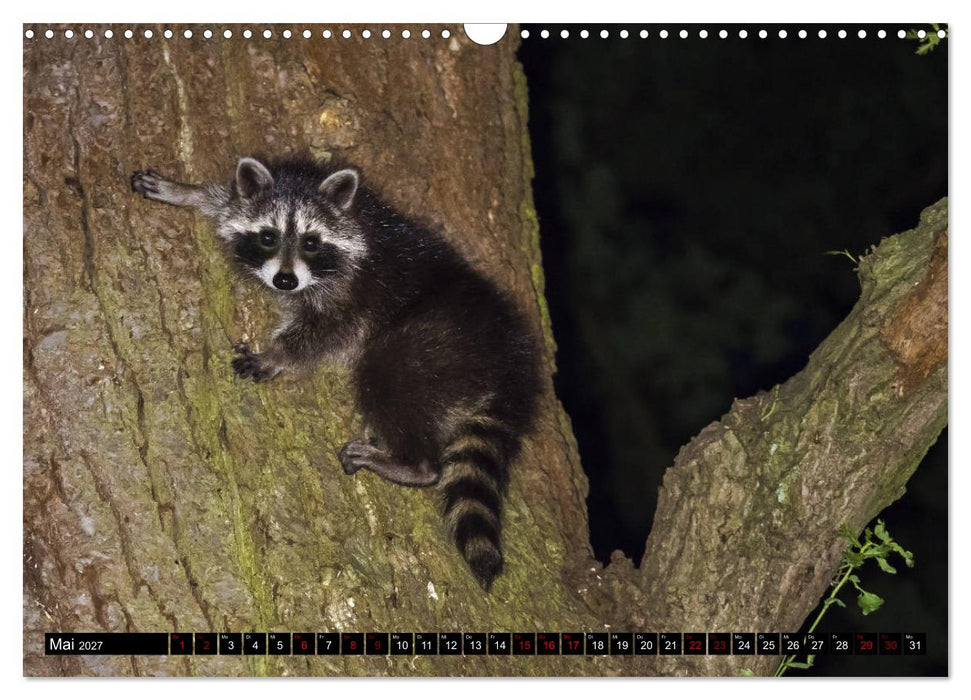 Kassels Waschbären (CALVENDO Wandkalender 2027)