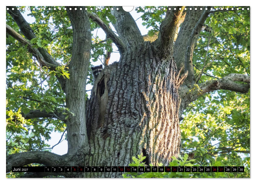 Kassels Waschbären (CALVENDO Wandkalender 2027)
