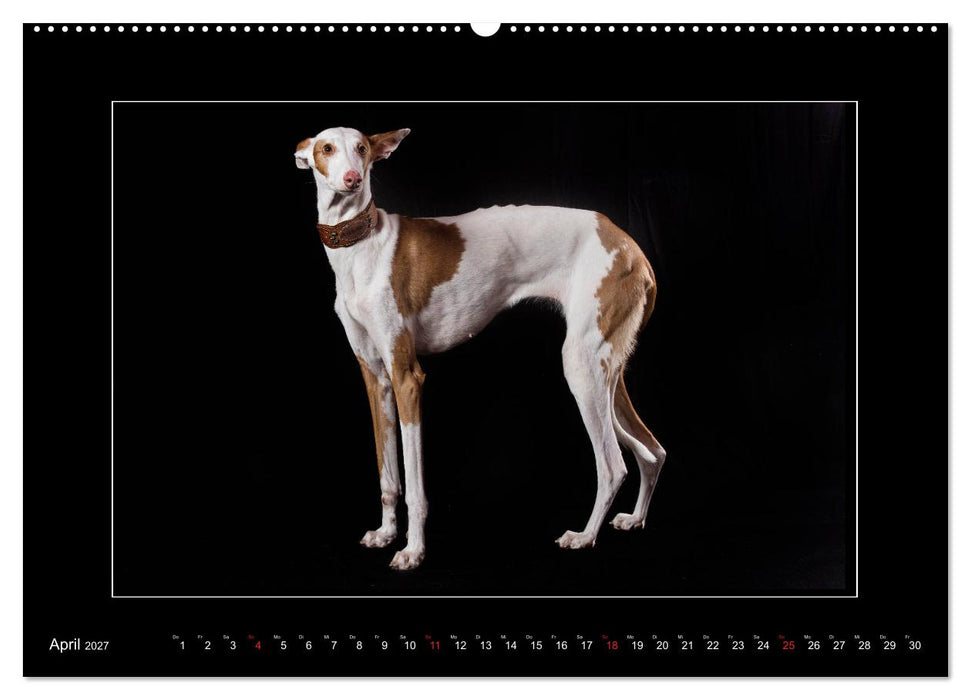 Windhunde - Schnelle Schönheiten (CALVENDO Premium Wandkalender 2027)
