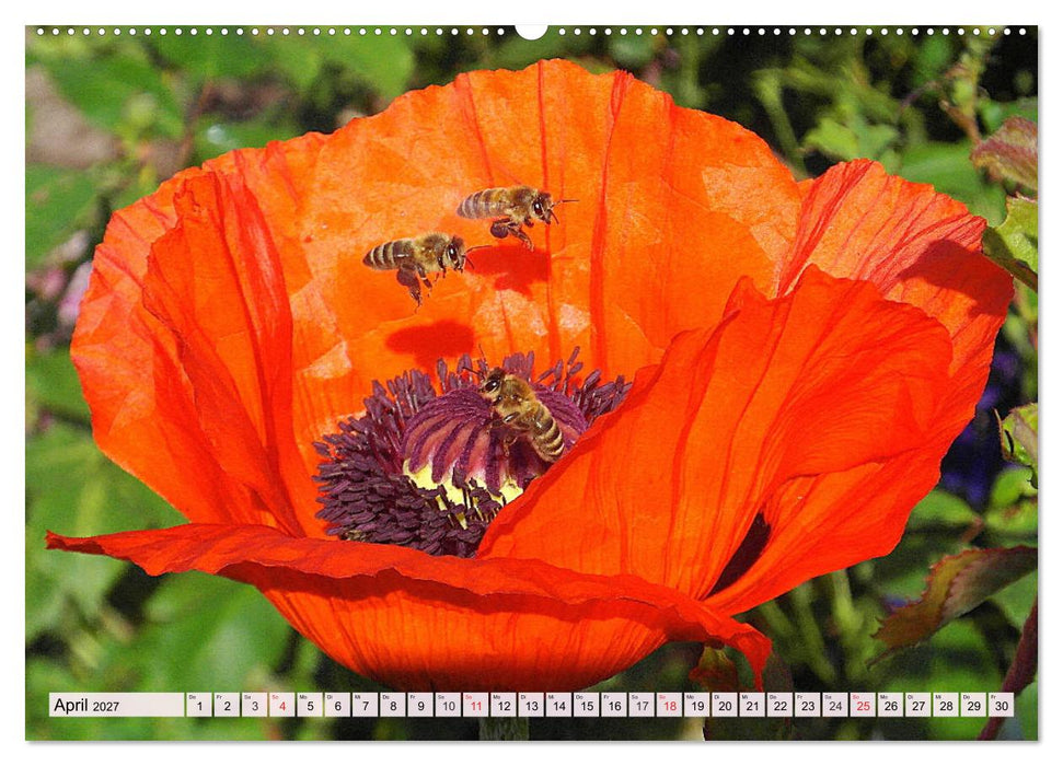 Mohnblumen. Leuchtender Liebreiz auf Wiesen und in Gärten (CALVENDO Premium Wandkalender 2027)