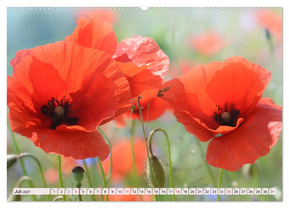 Mohnblumen. Leuchtender Liebreiz auf Wiesen und in Gärten (CALVENDO Premium Wandkalender 2027)
